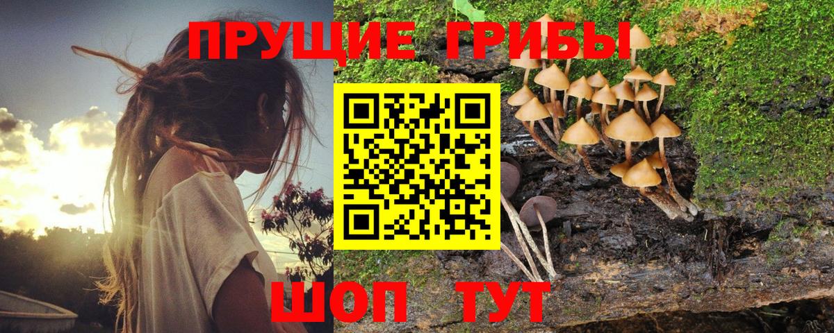 Галлюциногенные грибы Psilocybe Зеленокумск